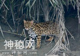 夫妻非法收购82只野生珍稀动物 家里像开动物园-9.jpg