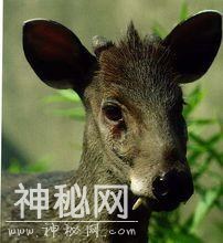 夫妻非法收购82只野生珍稀动物 家里像开动物园-8.jpg