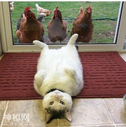 小动物屏保最热门，10款动物屏保你收藏了吗？-8.jpg