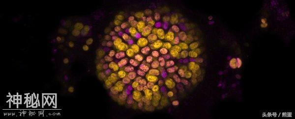 改写生物学教材的叶绿素-f-1.jpg