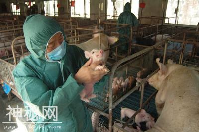 养猪谚语：“夏天细菌多，冬天病毒旺”,到底是啥意思？-2.jpg