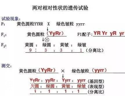 高中生物：150个必考重点，打印出来早晚背一遍，3年一分不扣！-14.jpg