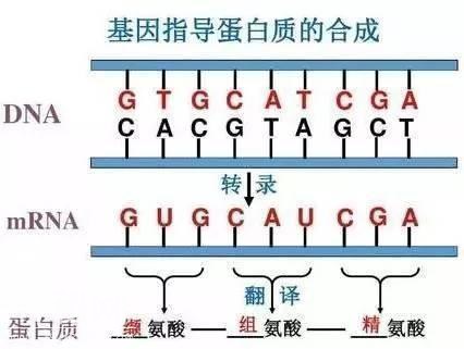 高中生物：150个必考重点，打印出来早晚背一遍，3年一分不扣！-18.jpg