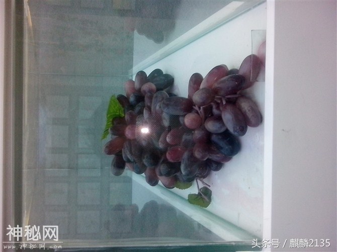 奇妙的生物-3.jpg
