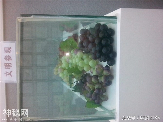 奇妙的生物-4.jpg