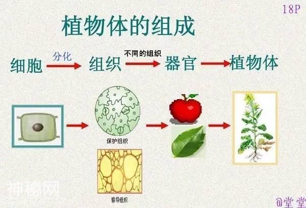 干货！初中生物重难点知识汇总，3年就这一份核心，次次稳拿100！-19.jpg