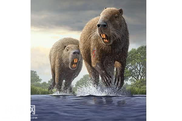 这些生物在进化到路上不知所踪，但个个造型独特，简直太极品！-5.jpg