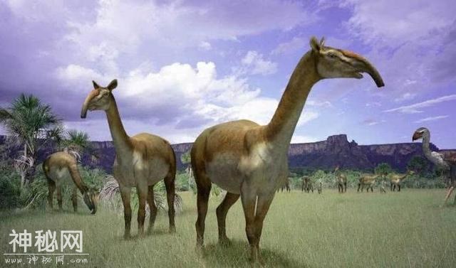这些生物在进化到路上不知所踪，但个个造型独特，简直太极品！-4.jpg