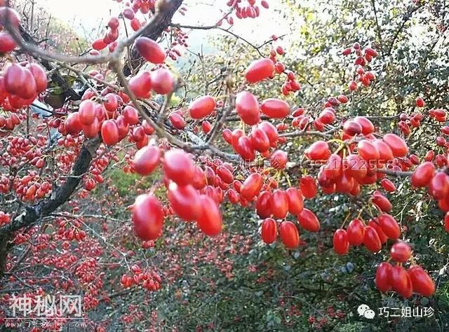 记录古代名人与家乡马山口镇的中药文化！（二）-1.jpg
