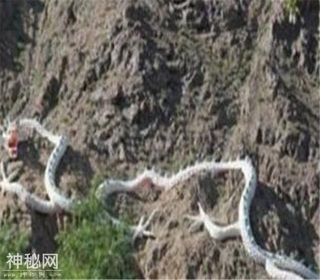 有真龙吗？真能借尸还魂？盘点历史上遭封杀的七件奇怪事件-3.jpg
