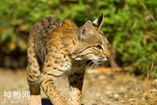 农村消失的动物，神秘的“野狸子”是猫的天敌，敢跟狗斗-2.jpg
