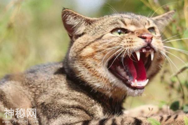 农村消失的动物，神秘的“野狸子”是猫的天敌，敢跟狗斗-4.jpg