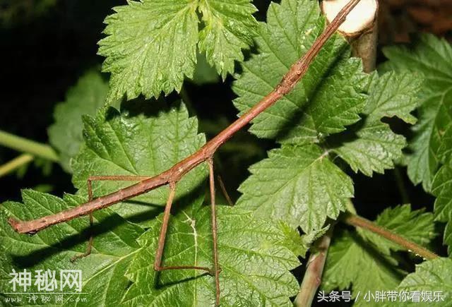 考考你的眼力：8张图片各隐藏着一只动物，找到4只以上请举手！-8.jpg