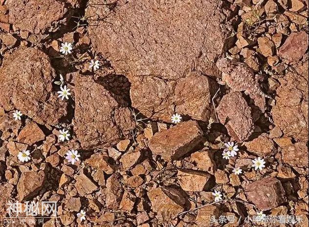 考考你的眼力：8张图片各隐藏着一只动物，找到4只以上请举手！-5.jpg