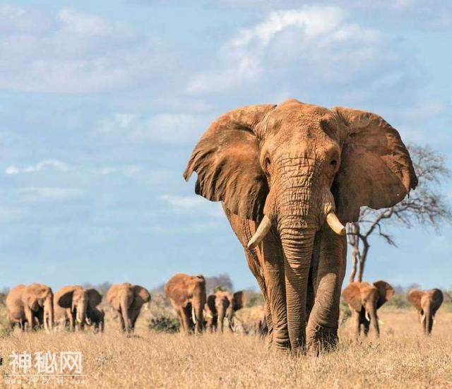 国兽：盘点世界各地30个国宝动物，大象、熊猫、雪豹上榜-1.jpg