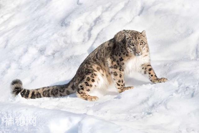 国兽：盘点世界各地30个国宝动物，大象、熊猫、雪豹上榜-3.jpg