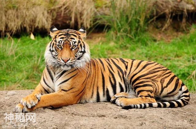 国兽：盘点世界各地30个国宝动物，大象、熊猫、雪豹上榜-8.jpg