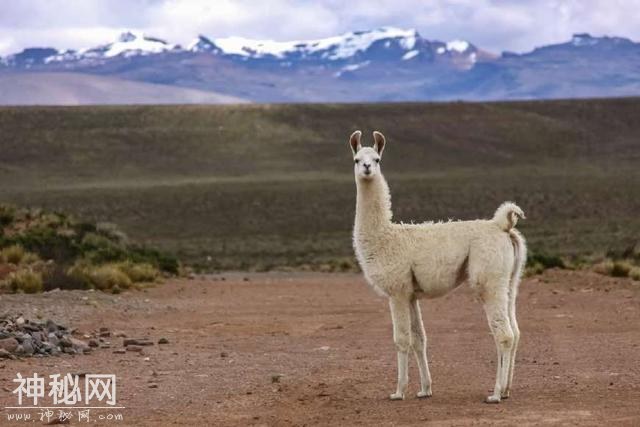 国兽：盘点世界各地30个国宝动物，大象、熊猫、雪豹上榜-11.jpg