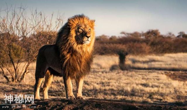 国兽：盘点世界各地30个国宝动物，大象、熊猫、雪豹上榜-16.jpg