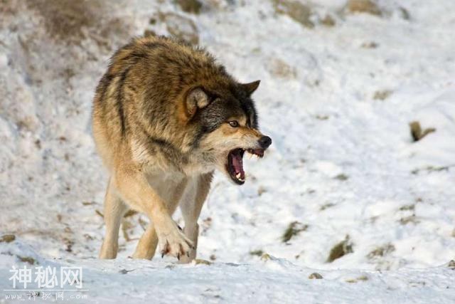 国兽：盘点世界各地30个国宝动物，大象、熊猫、雪豹上榜-28.jpg