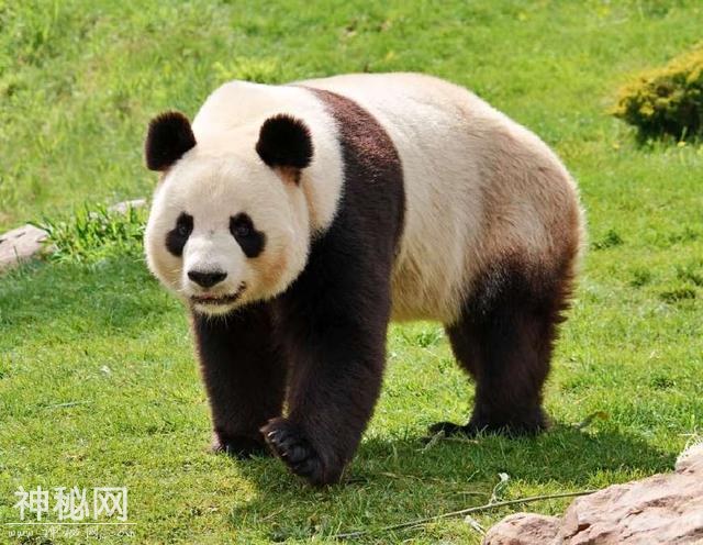 国兽：盘点世界各地30个国宝动物，大象、熊猫、雪豹上榜-19.jpg