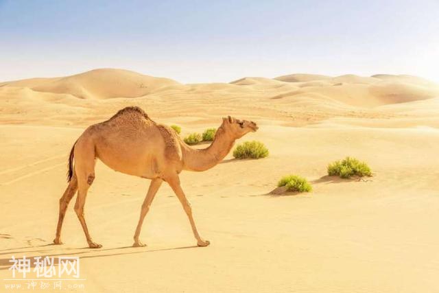 国兽：盘点世界各地30个国宝动物，大象、熊猫、雪豹上榜-23.jpg