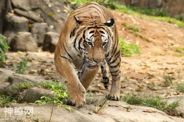 国兽：盘点世界各地30个国宝动物，大象、熊猫、雪豹上榜-30.jpg