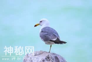 这些有趣的动物冷知识将颠覆你对它们的理解！-6.jpg