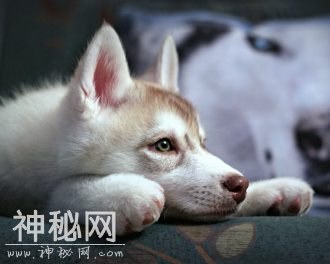 动物图集：呆萌动物哈士奇-2.jpg