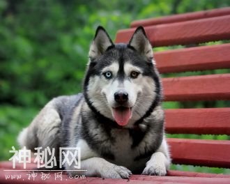 动物图集：呆萌动物哈士奇-3.jpg