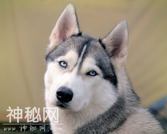 动物图集：呆萌动物哈士奇-4.jpg