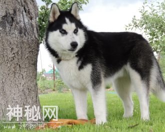动物图集：呆萌动物哈士奇-7.jpg
