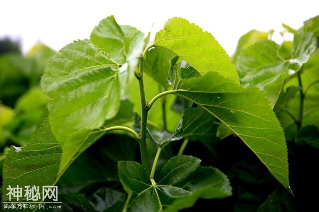 老中医说，桑叶这样吃，降压降血脂，转存！-1.jpg
