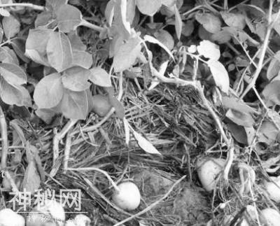 细菌病害早防治-1.jpg