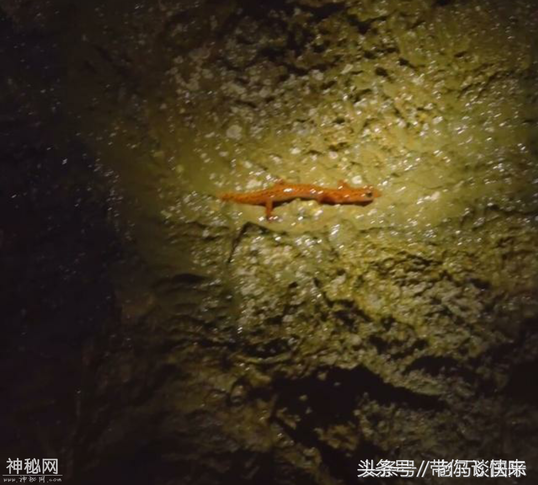 世界最奇特动物-4.jpg