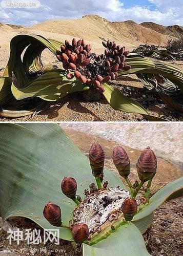 世上10大最奇特植物-1.jpg