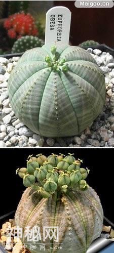 世上10大最奇特植物-5.jpg