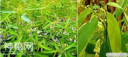 世上10大最奇特植物-10.jpg