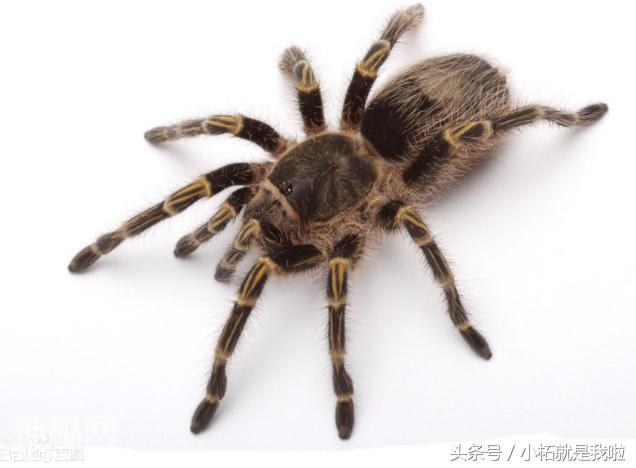 8个你不知道的和动物们有关的冷门知识，真的又涨姿势又有意思！-2.jpg