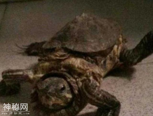 老人去世五年后，在床下发现老人生前养的乌龟，但是变了模样-1.jpg