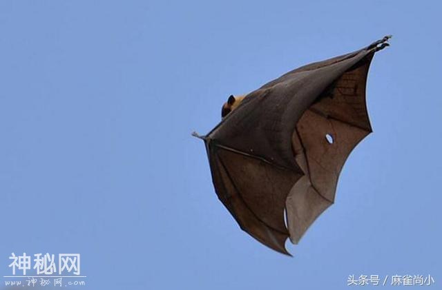 5种诡秘的未知生物，第3种已被肯定真正存在-5.jpg