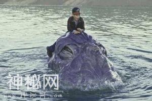 尼斯湖·水怪——真相？-2.jpg