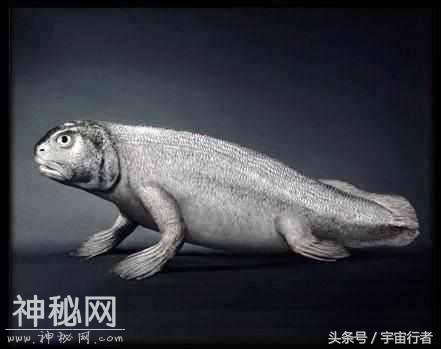 这种生物生命力是人类5倍，若人类灭绝，它将取代人类成统治者-4.jpg