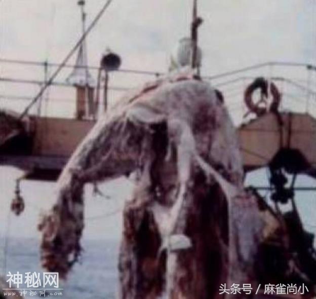 5种神秘莫测的未知生物，第4种位于中国，切实存在-2.jpg