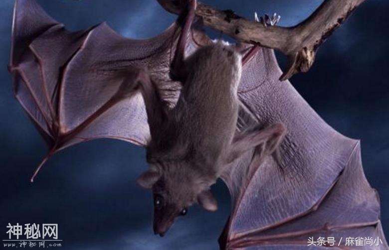 5种神秘莫测的未知生物，第4种位于中国，切实存在-5.jpg