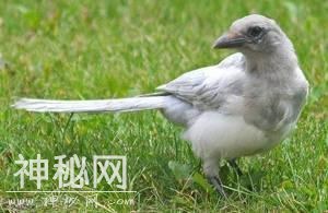 神农架野人之旅-3.jpg