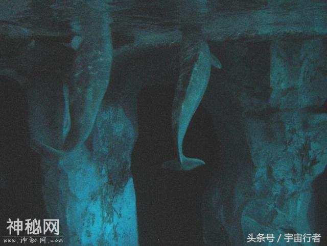 海底发出诡异声，动物不敢靠近，科学家：它们听到了超人类的声音-3.jpg