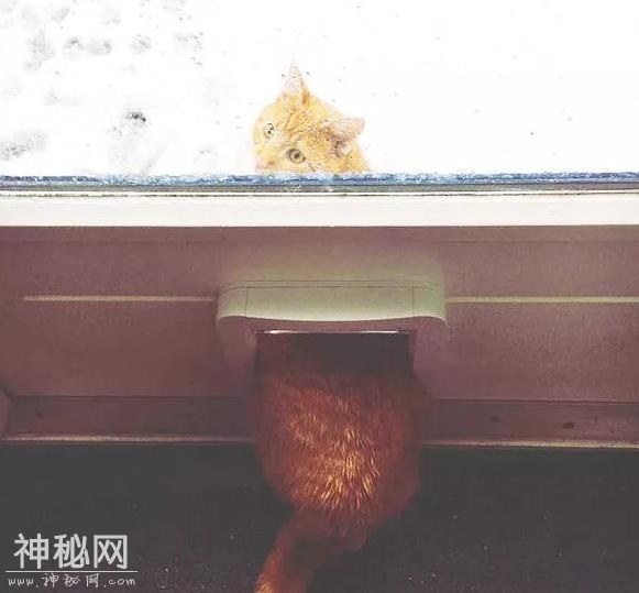 花生大事件｜当动物们看到下雪的时候-12.jpg