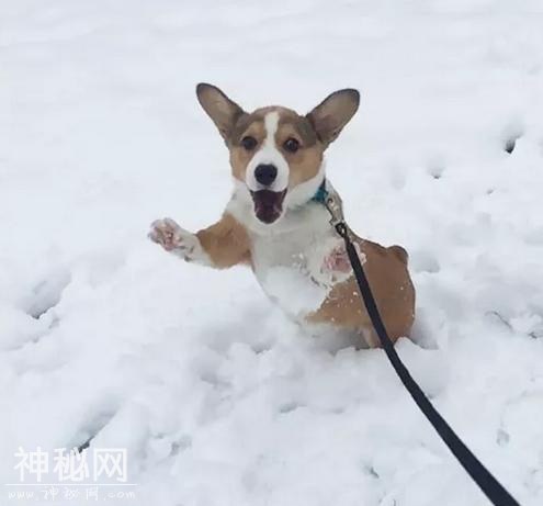 花生大事件｜当动物们看到下雪的时候-13.jpg