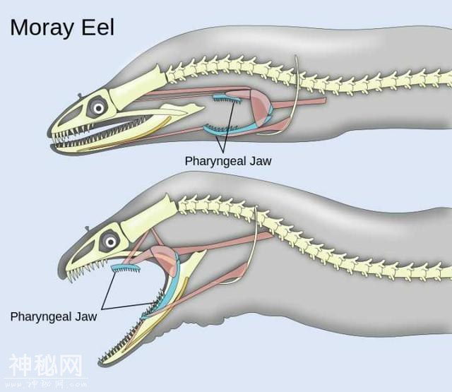 这些生物确确实实是地球生物 却酷似异形-3.jpg